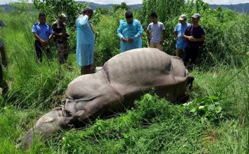  चितवन राष्ट्रिय निकुञ्जमा एक वर्षमा ३६ गैँडा मरे