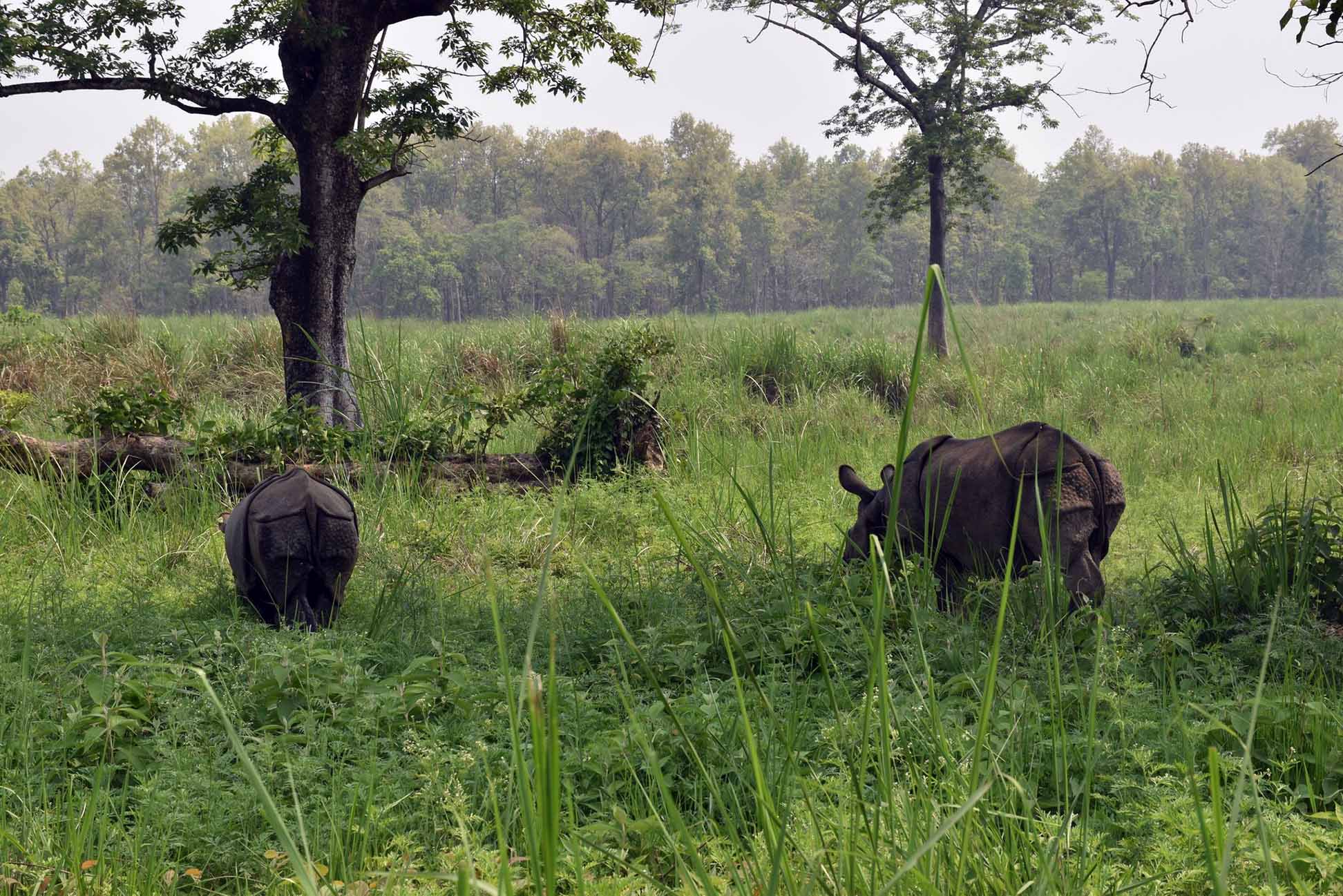 ३८ वर्षमा एक सय नौ गैँडा स्थानान्तरण, विभिन्न देशलाई २६ उपहार