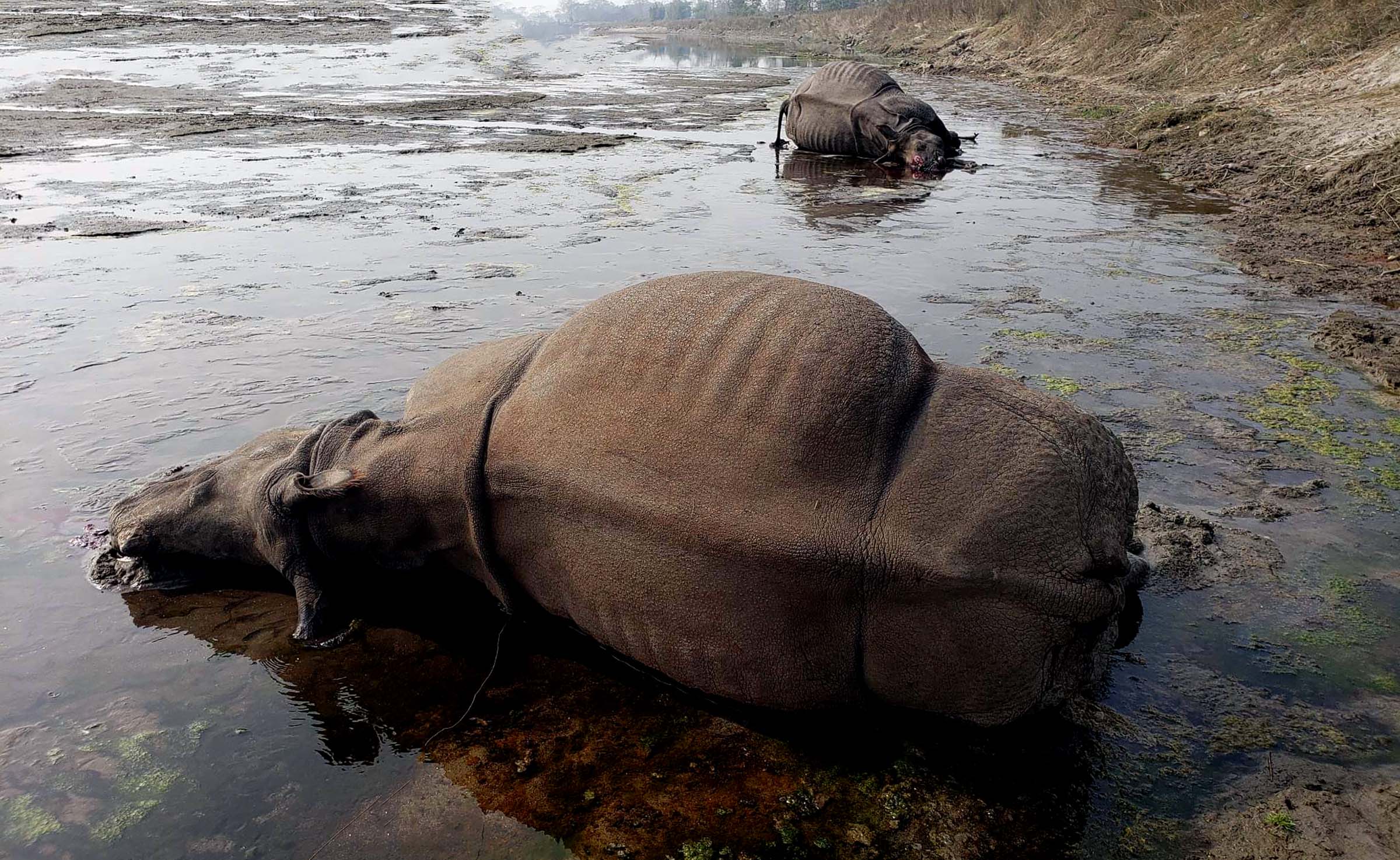 नवलपुरमा तस्करले मारे दुई गैँडा