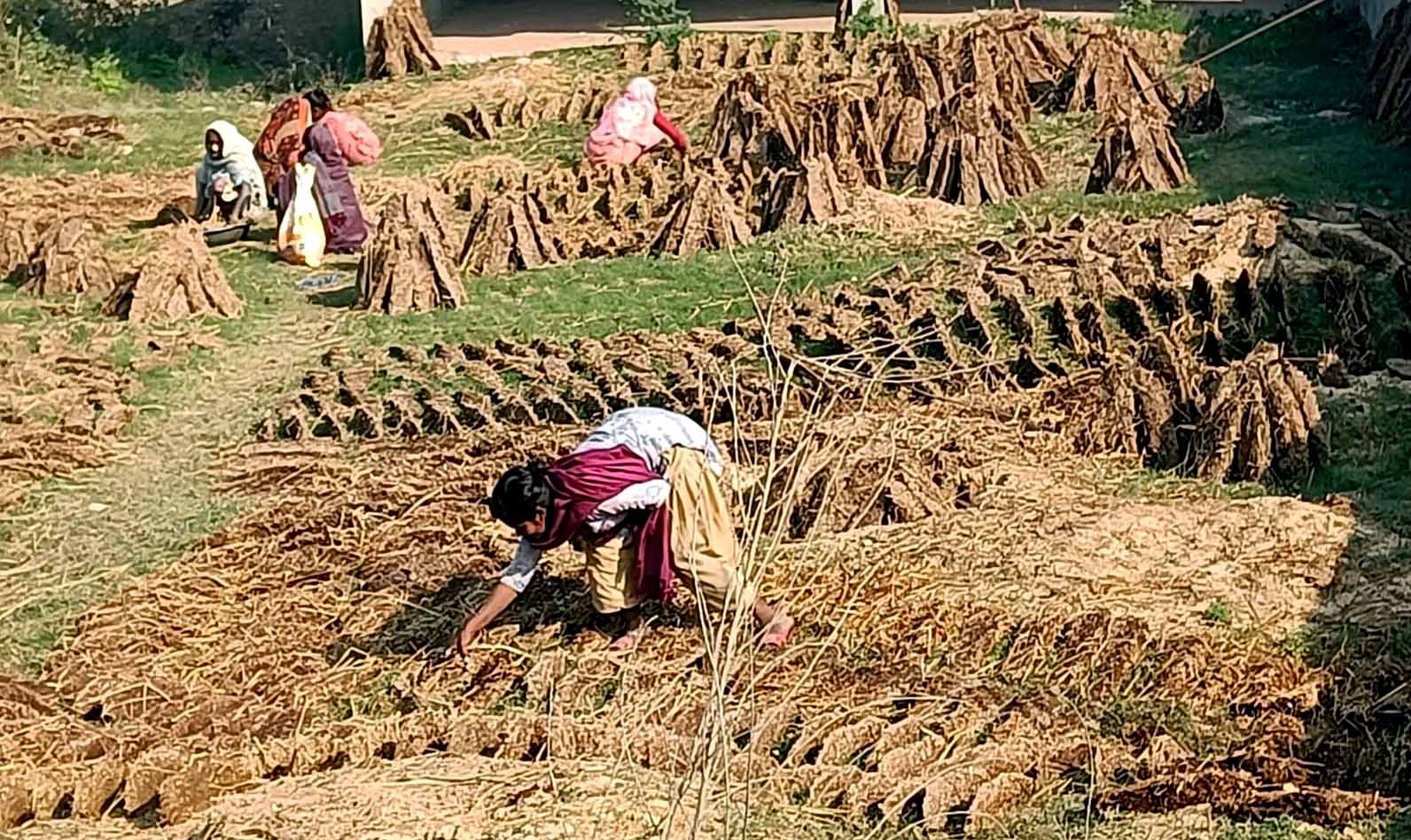 खाना पकाउन अझै गुइँठाकै भर