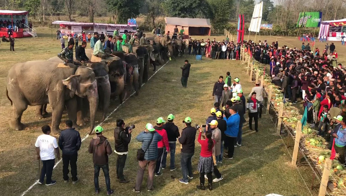 चितवनमा हात्ती पर्यटन महोत्सव पुस ११ गतेदेखि
