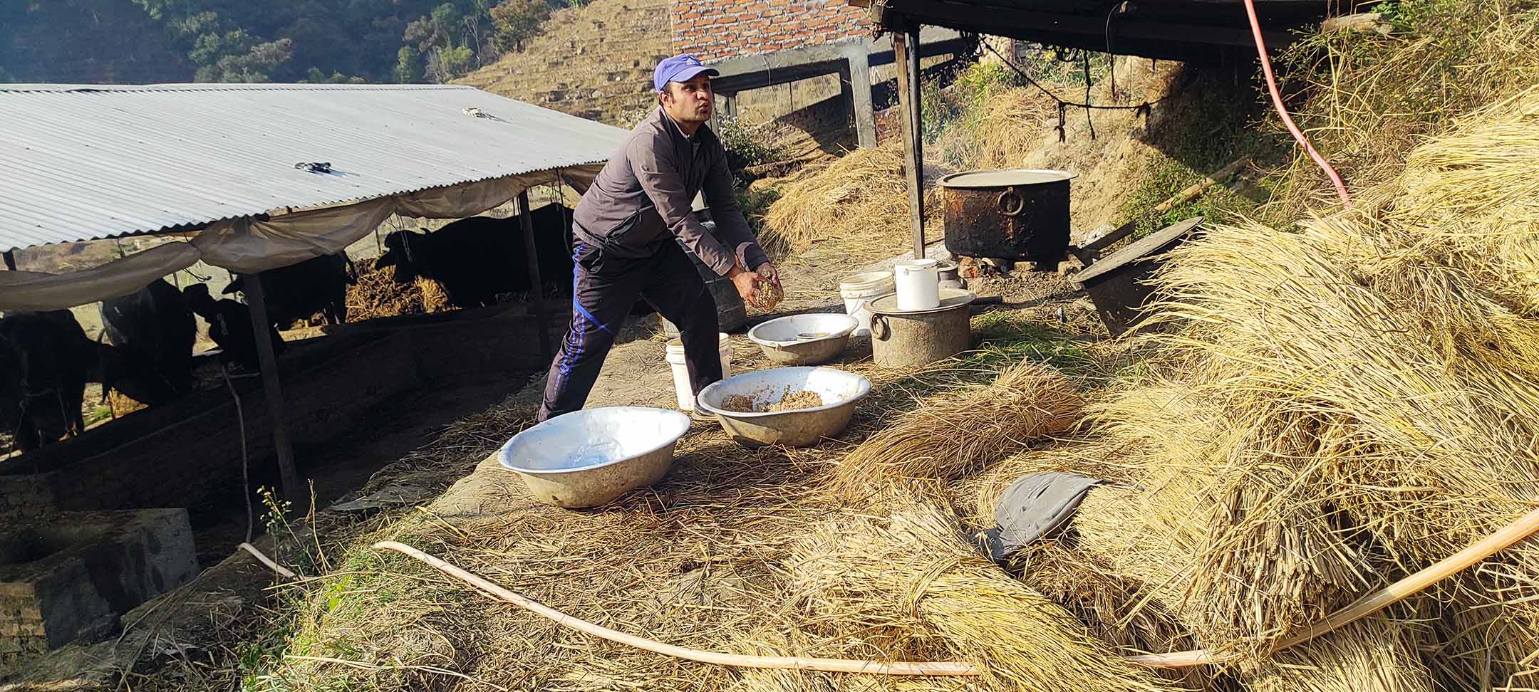 तोरीको उत्पादन बढ्नेभएपछि खुसी किसान