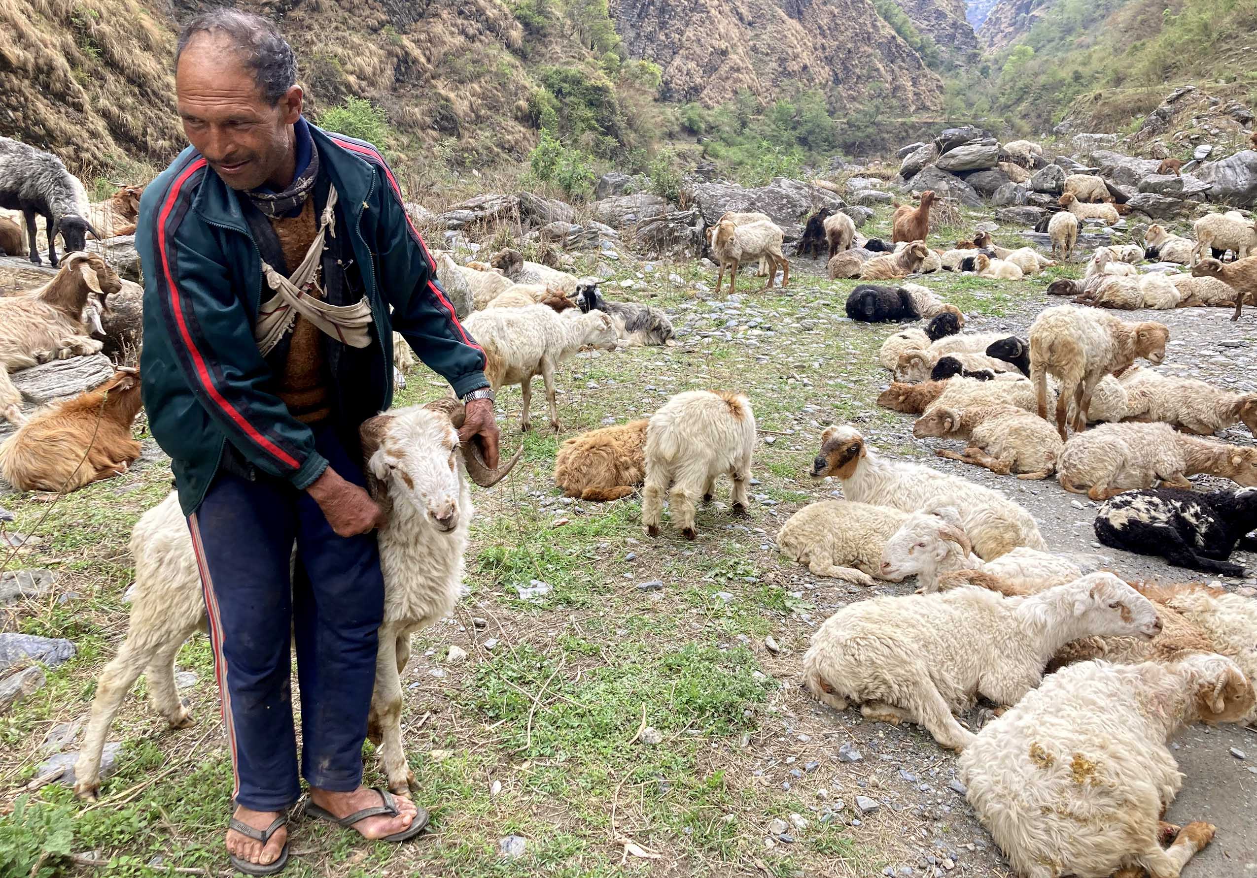 ६४ वर्षदेखि भेडापालनमा, थाहा छैन सरकारको कृषक अनुदान