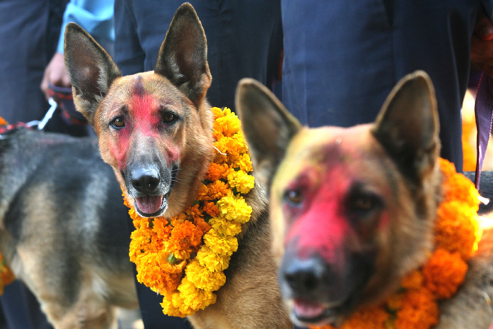 यमपञ्चकको दोस्रो दिन आज कुकुर र काग तिहार मनाइँदै