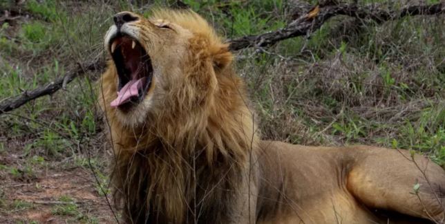 दक्षिण अफ्रिकाको  चिडियाखानामा रहेका सिंह र प्युमामा कोभिड संक्रमण पुष्टि