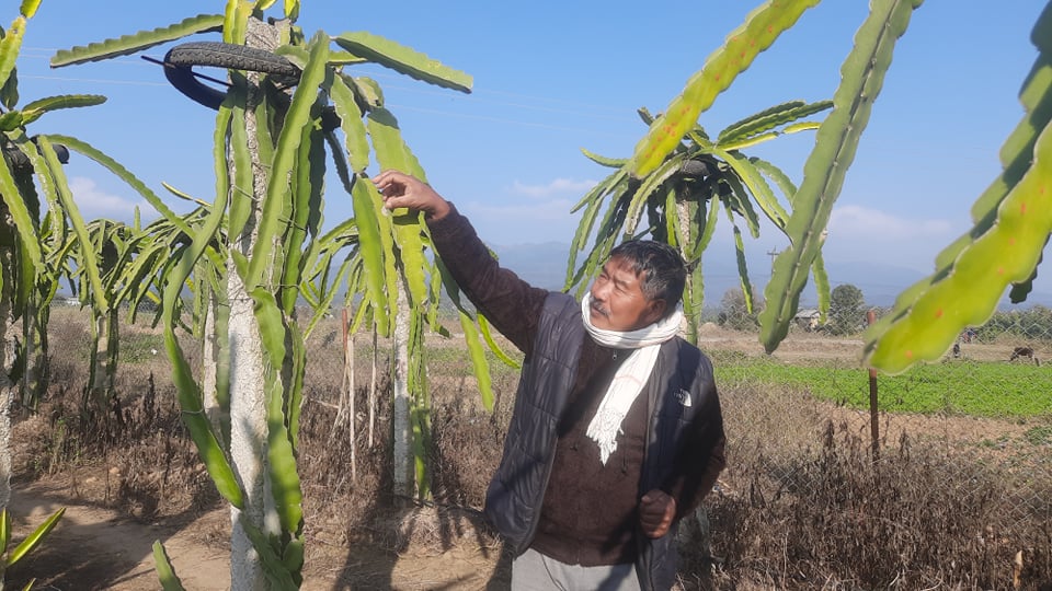 ड्रागनखेतीमा बित्दै पूर्वमन्त्री विष्टका दिन