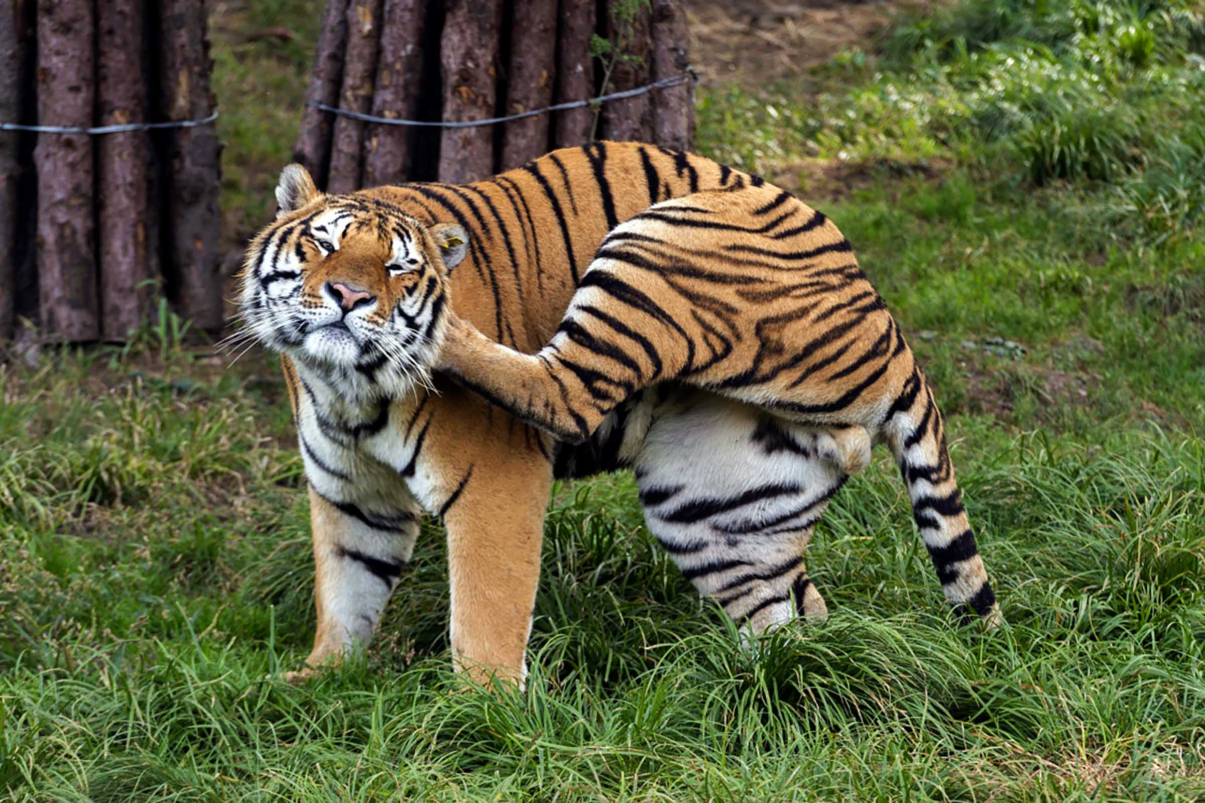 नेपालमा बाघ गणनाको तथ्यांक विश्व बाघ दिवसमा सार्वजनिक गरिने