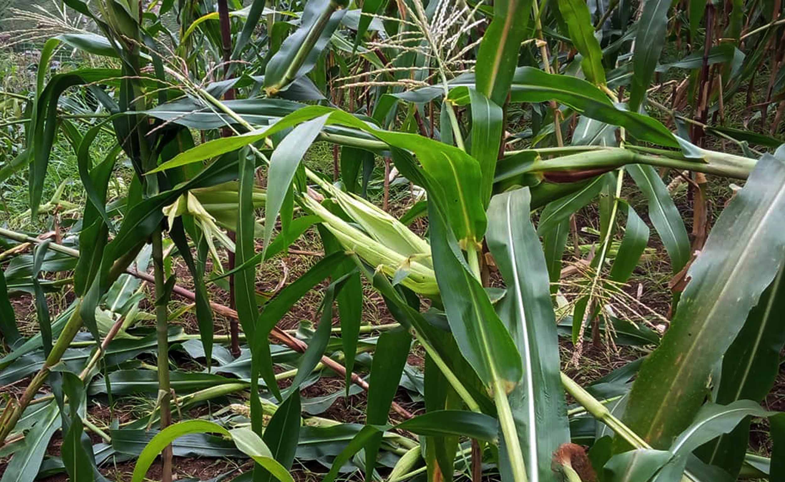 बाँदर आतङ्क : कुरुवा बस्दै बित्छ दिन