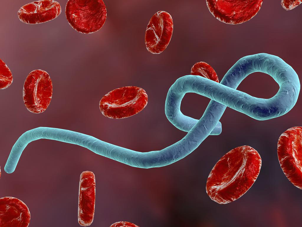 marburgvirus2