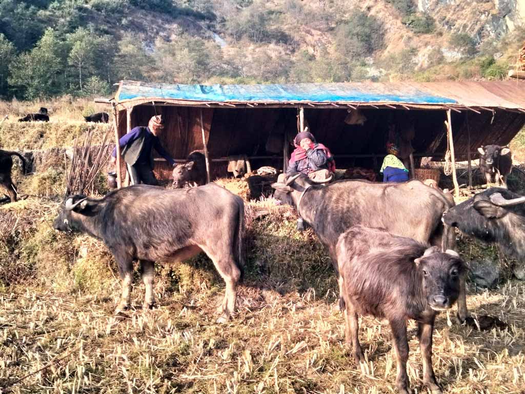 ‘छ दशकदेखि घुम्तीगोठमा गाईभैँसी पालन’