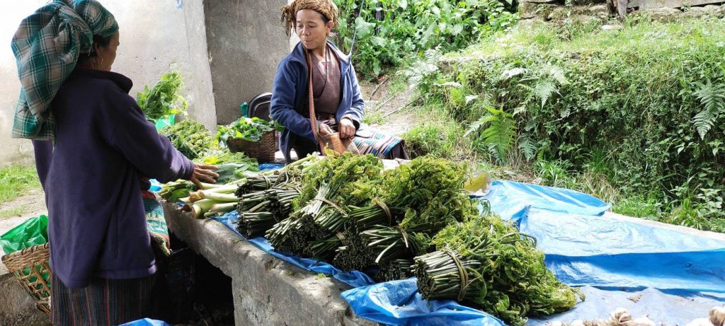 काठमाडौंका भान्सामा पाक्ने बेलबारीका जङ्गली निगुरो खडेरीको मारमा