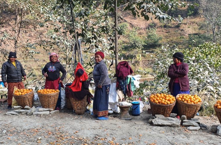 बिहुँका किसानलाई सुन्तला बेच्न भ्याइनभ्याई