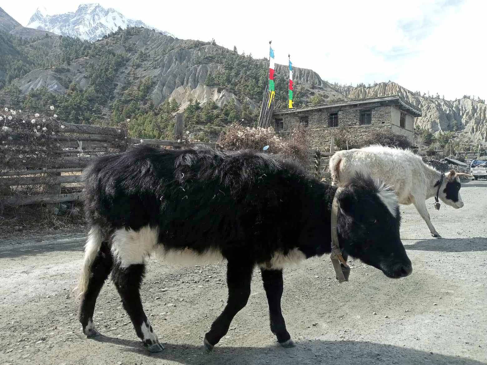 याक र चौँरीमै देखियो लम्पी स्किन