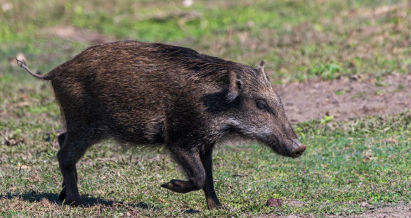 जंगली बँदेललाई धपाउन, पक्रन वा मार्न पाइने, सरकारद्वारा ‘कृषि हानिकारक वन्यजन्तु’ घोषणा