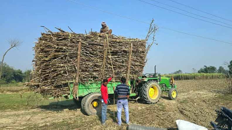 उखु खेतिको बिकल्पमा अन्य खेति खोज्दै कृषक