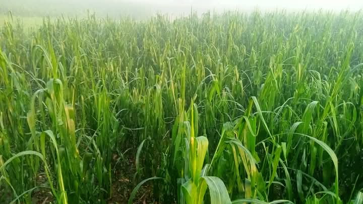 असिना पानीले कृषिवालीमा क्षति, घोगा लागेको मकै सखाप