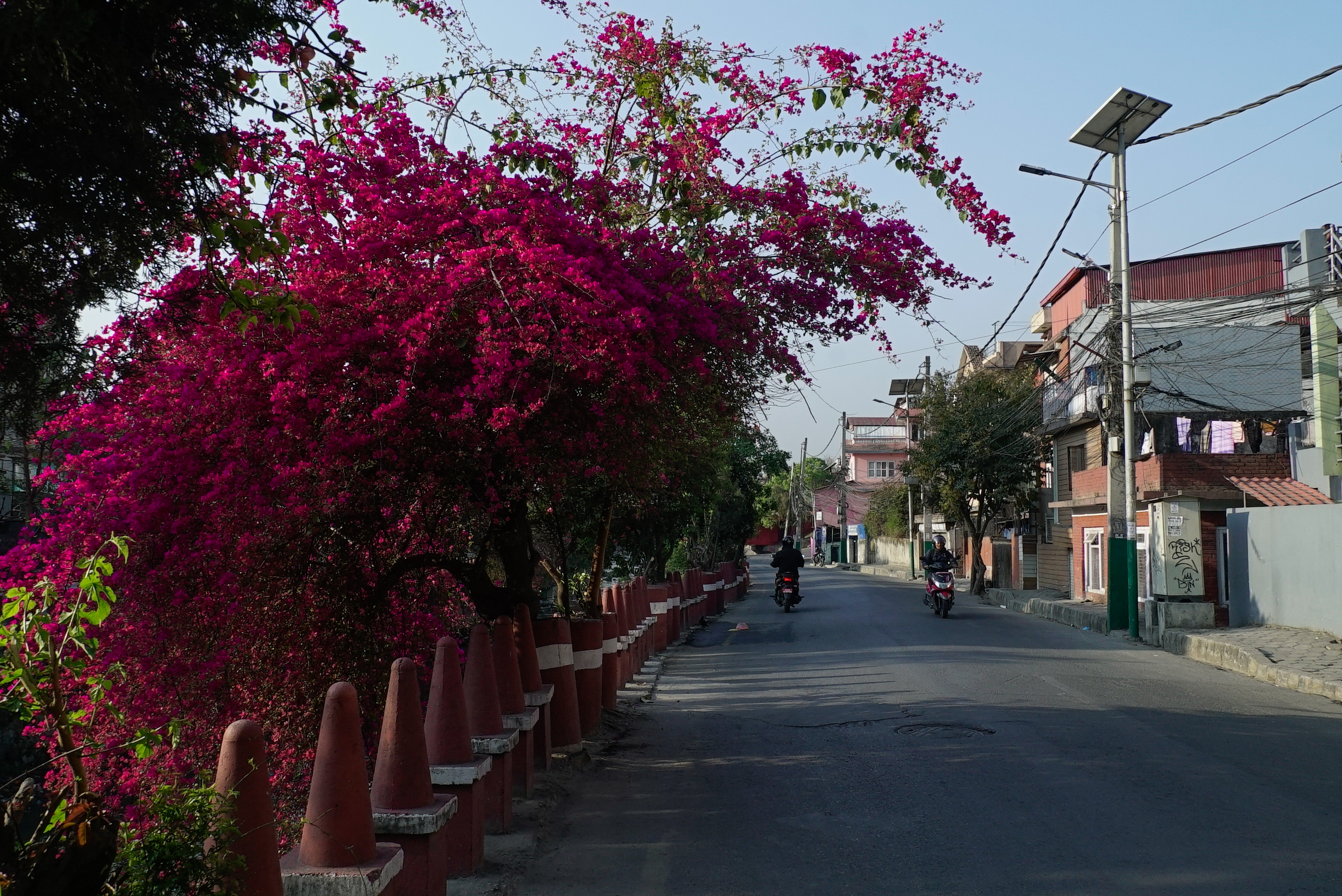 धोविखोला किनारमा ढकमक्क फूलहरु (तस्वीरहरु)