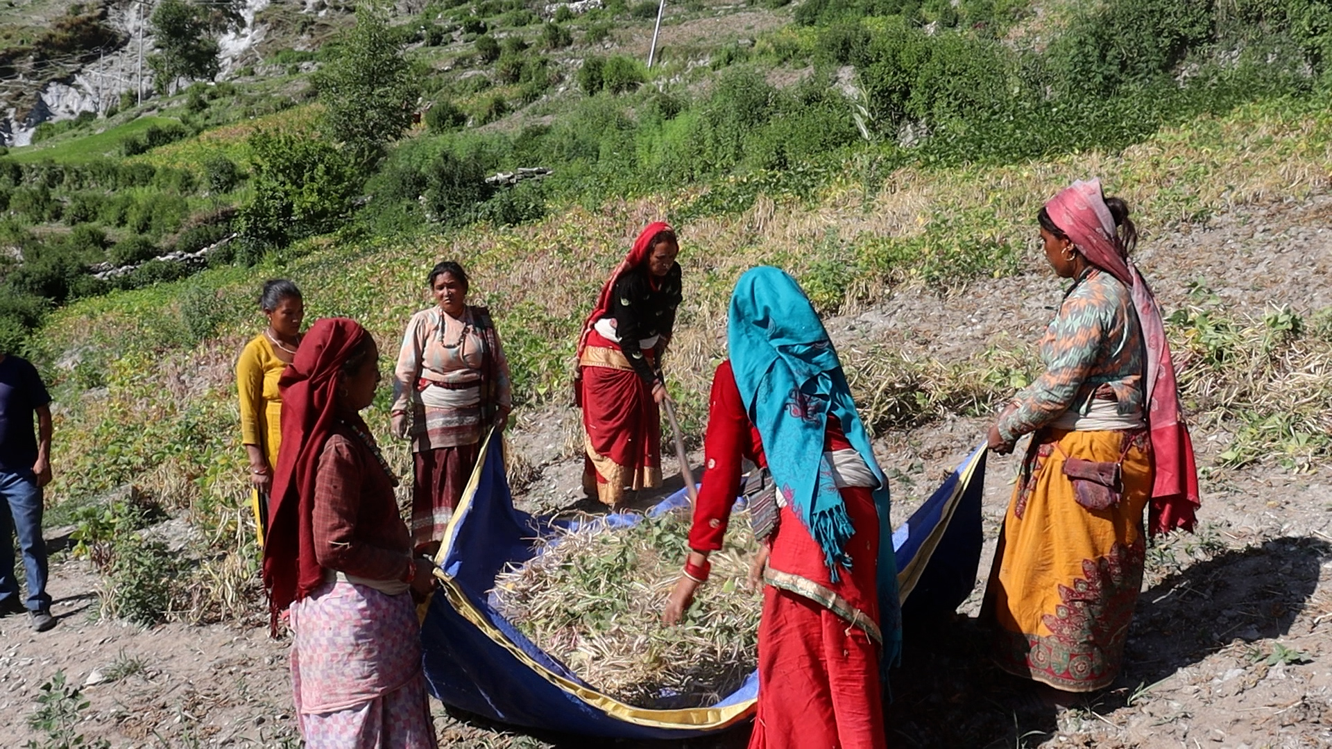 रैथाने अन्नबाली खरिद गर्दै गाउँपालिका