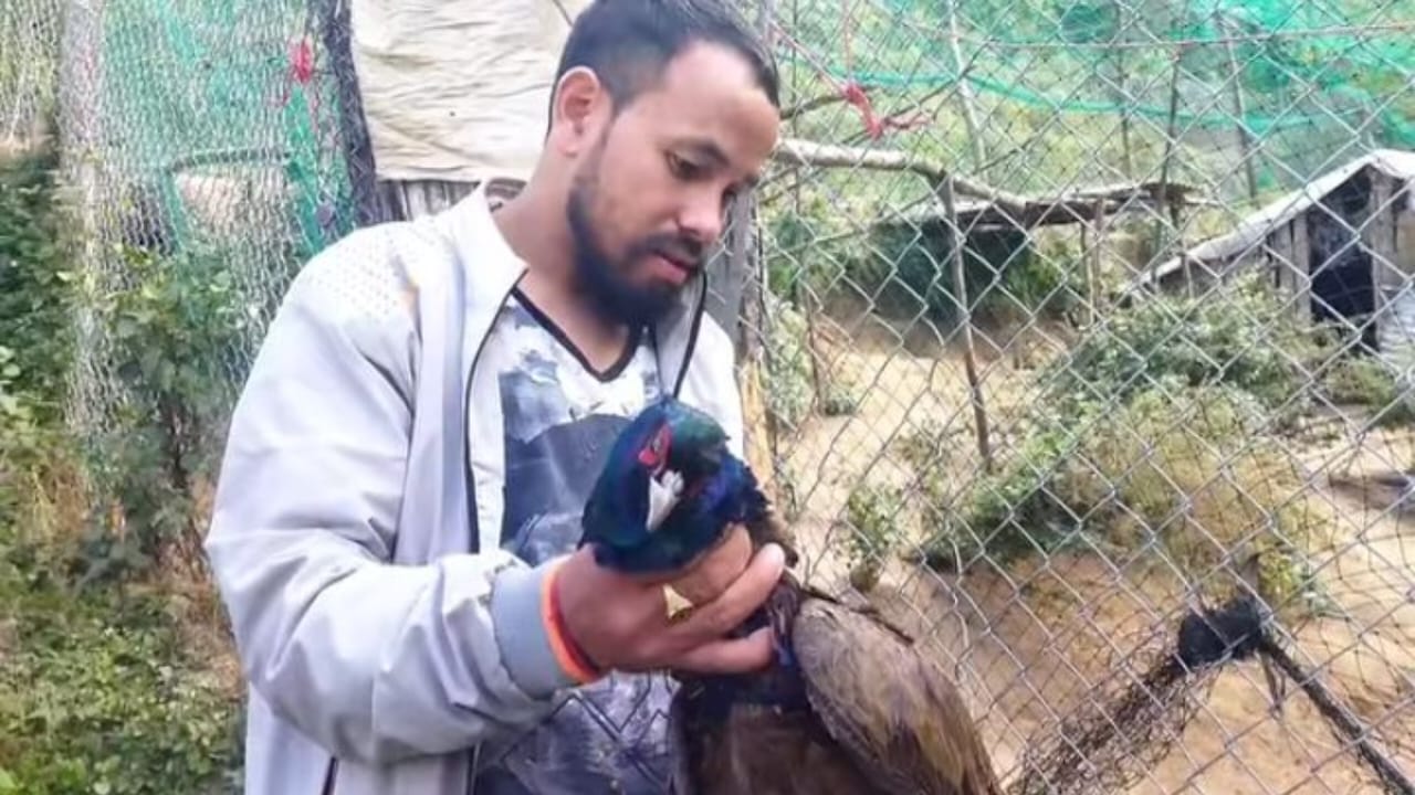 बाजुराको गौमुलमा बाघको बिगबिगी : फर्म भित्रका ४४ कालिज सखाप