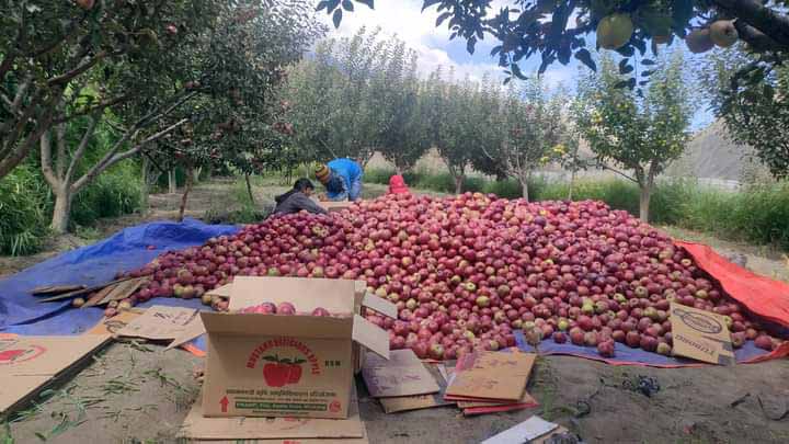 मुगुमा ३१ सय मेट्रिक टन स्याउ उत्पादन