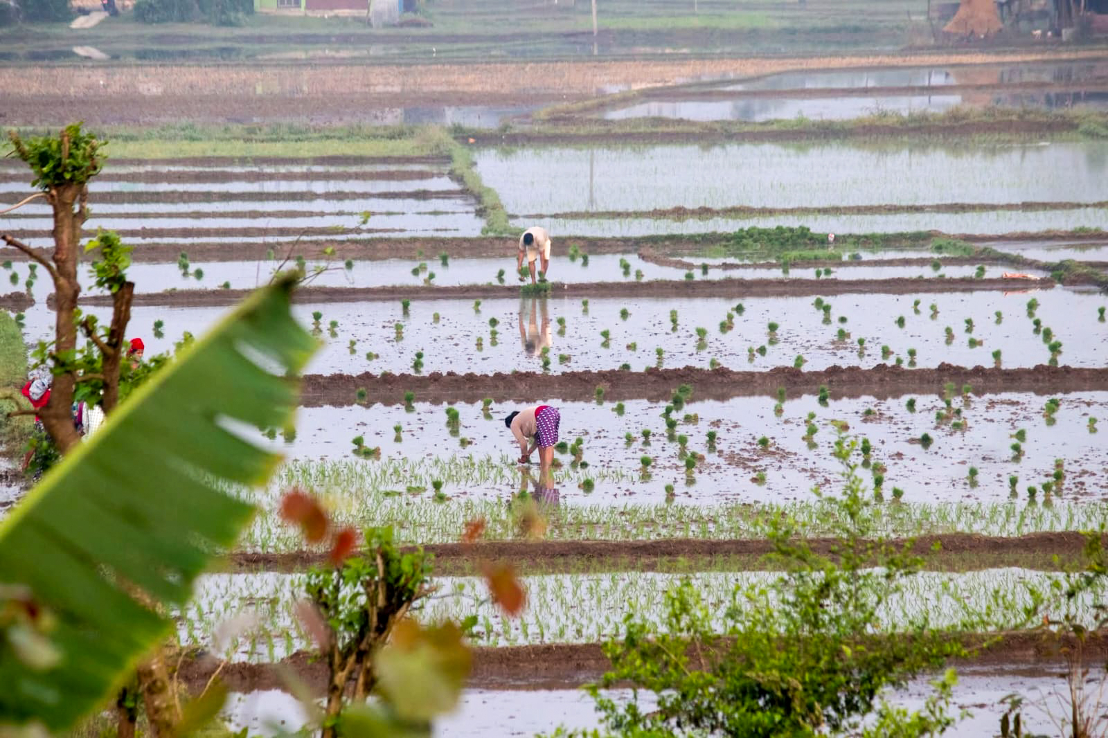 सौराहमा चैते धान रोपाइँमा व्यस्त किसान (तस्बिरहरु)