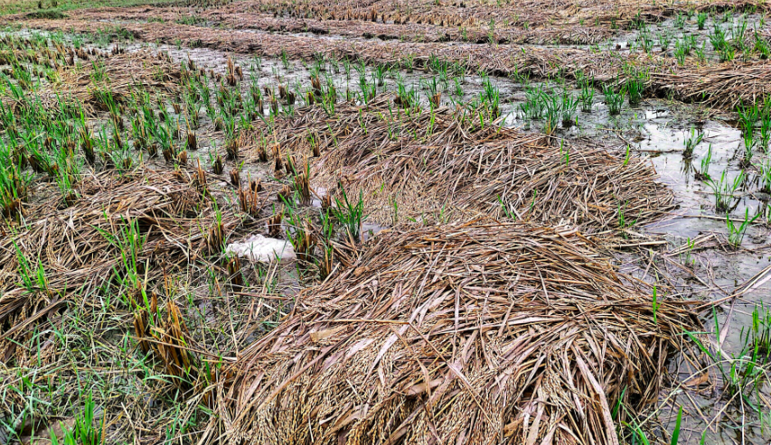 बेमौसमी वर्षाले सर्लाहीको धान बालीमा क्षति