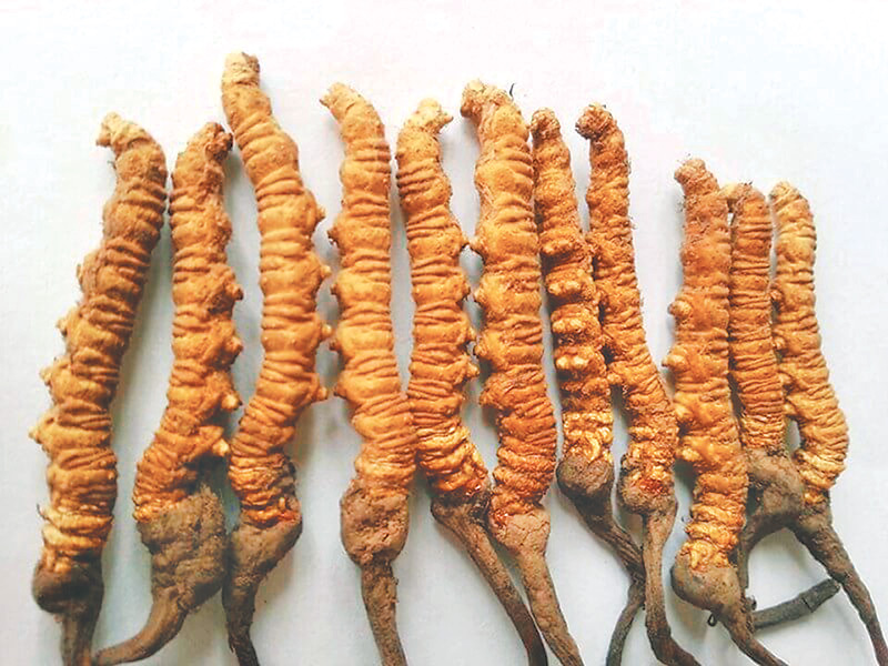 किन घट्दैछ नेपालबाट यार्सा गुम्बा निर्यात ?