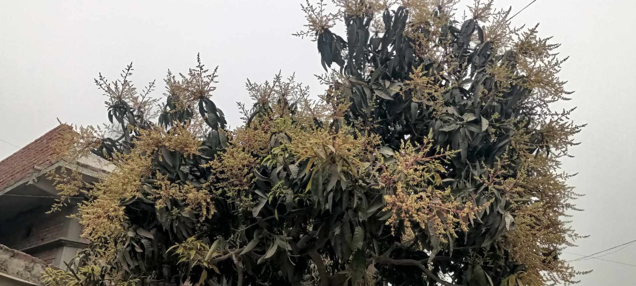 आँप र लिचिमा लाग्न थाल्यो मोजर