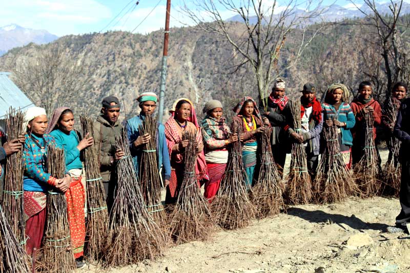 मुगुका किसान स्याउको विरुवा उत्पादनमा आत्मनिर्भर