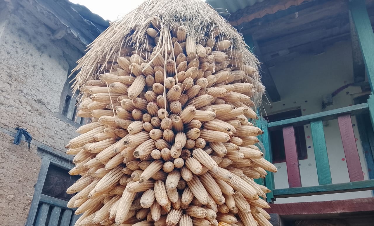 अर्गानिक मकैको माग बढ्दो, खेती भने जोगाउनै मुस्किल