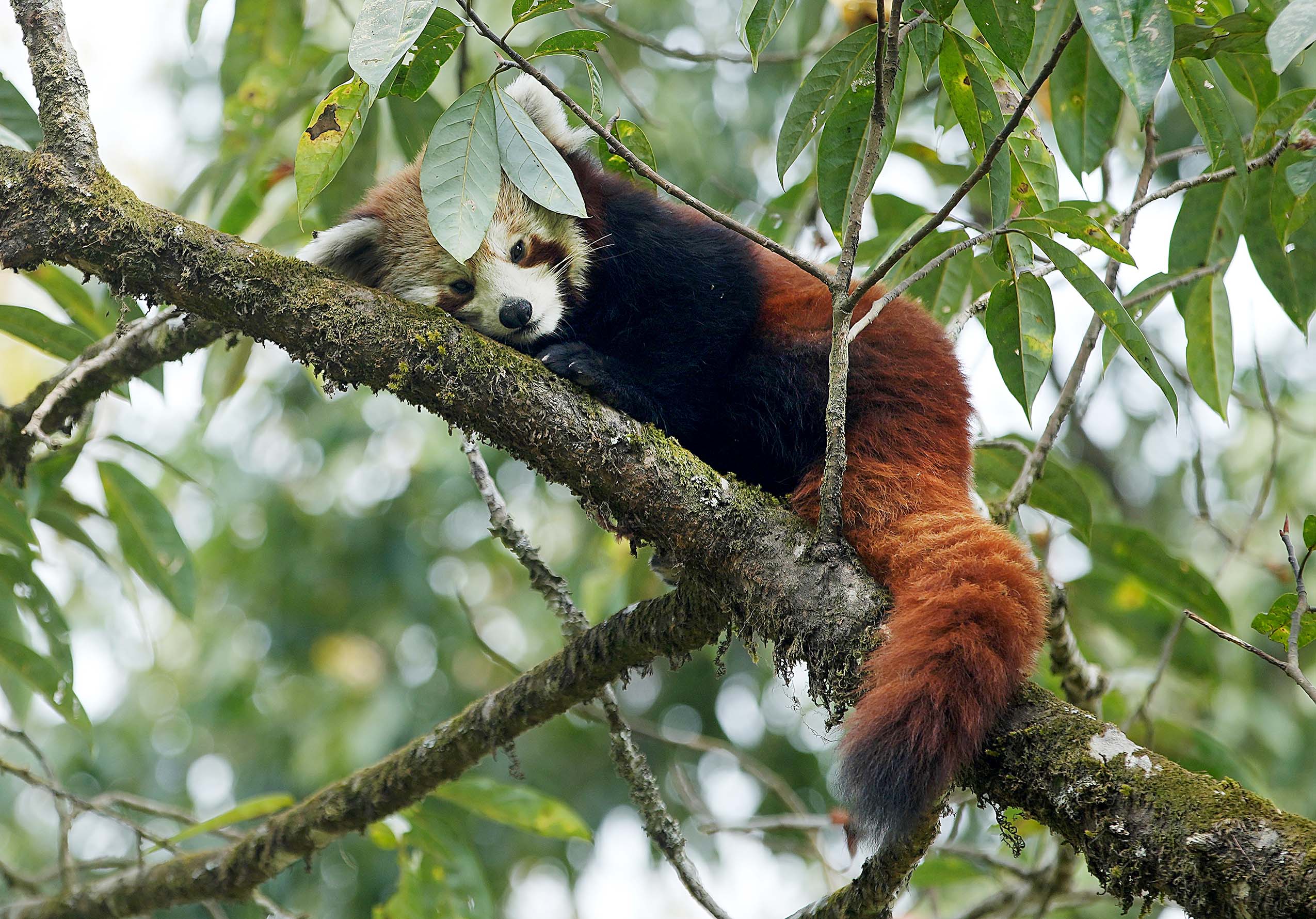 red panda