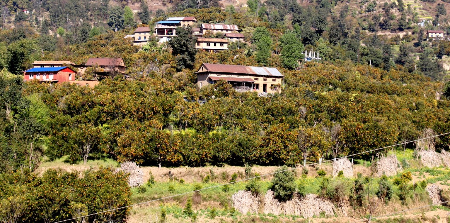 कृषि र पर्यटन जोड्ने ‘सुन्तला–हाइकिङ’ काभ्रेपलाञ्चोकमा पुन: सुरु