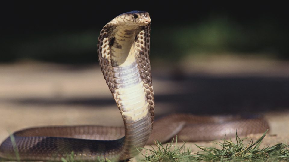  शौचालयमा कोबराले डसेपछि लिंग काट्नुपर्यो