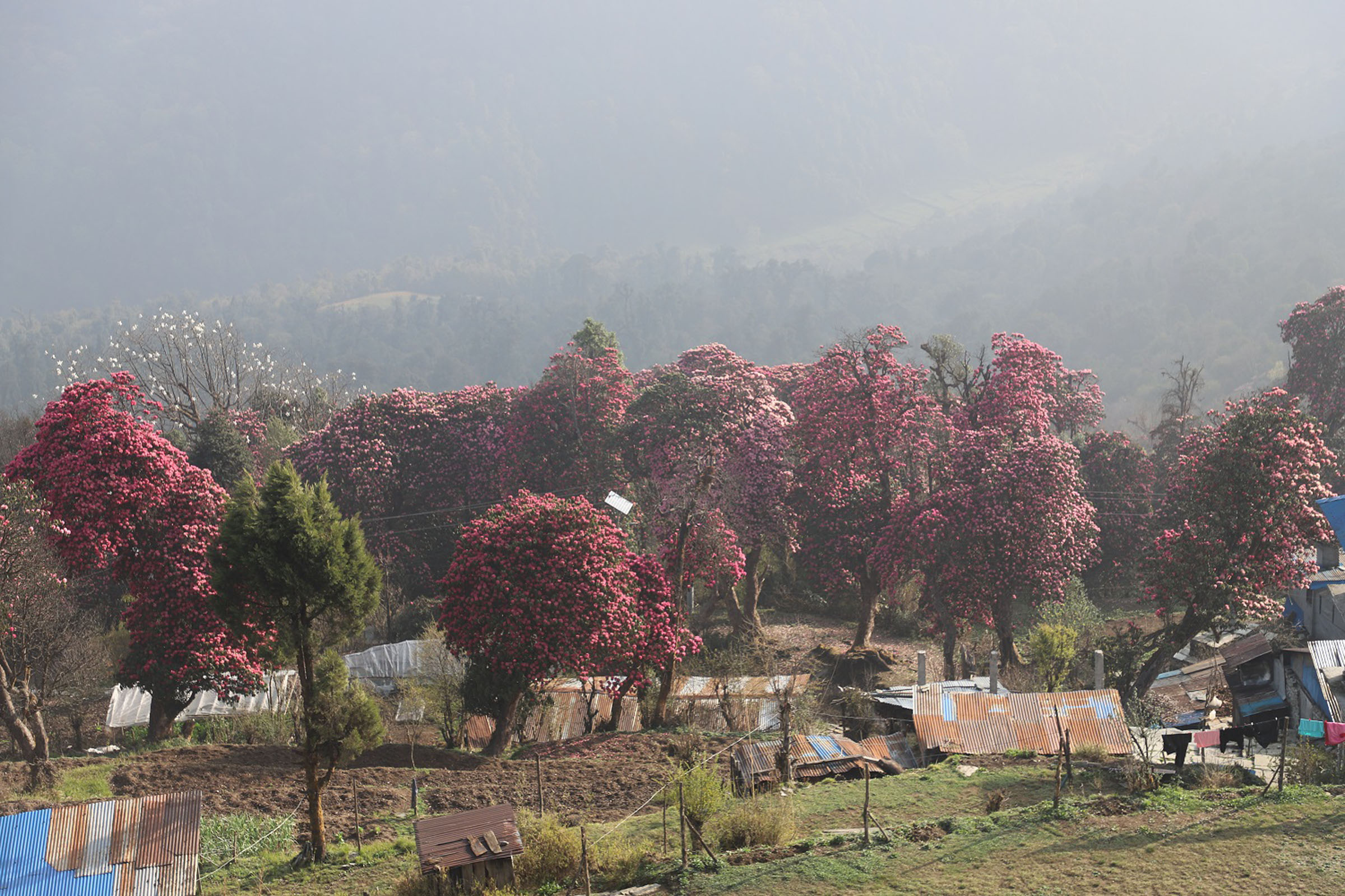 पर्यटकको पर्खाइमा लालीगुराँसले ढकमक्क घोडेपानी