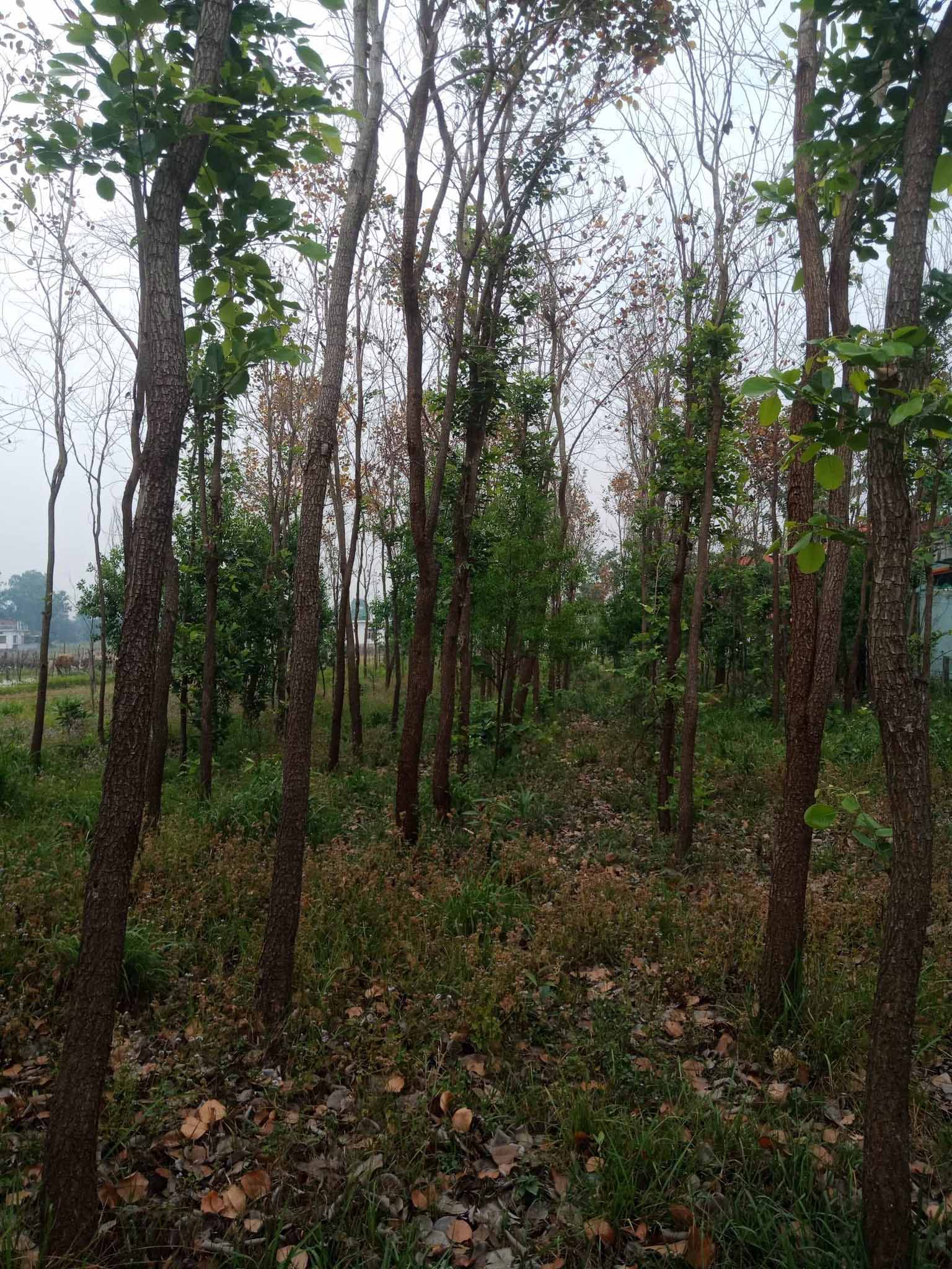 रक्तचन्दन र श्रीखण्डको व्यावसायिक खेती