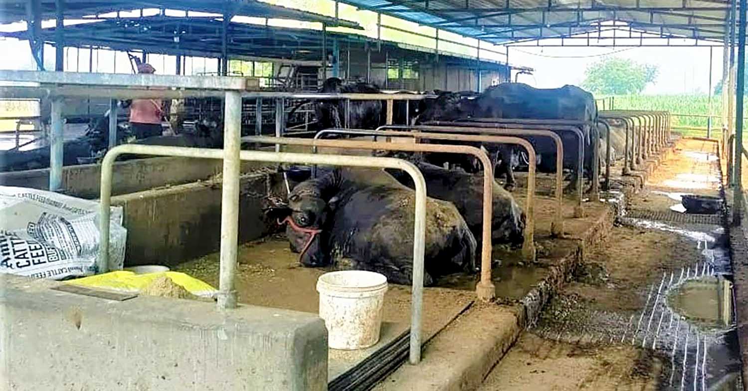 व्यावसायिक पशुपालनमा युवा आकर्षण