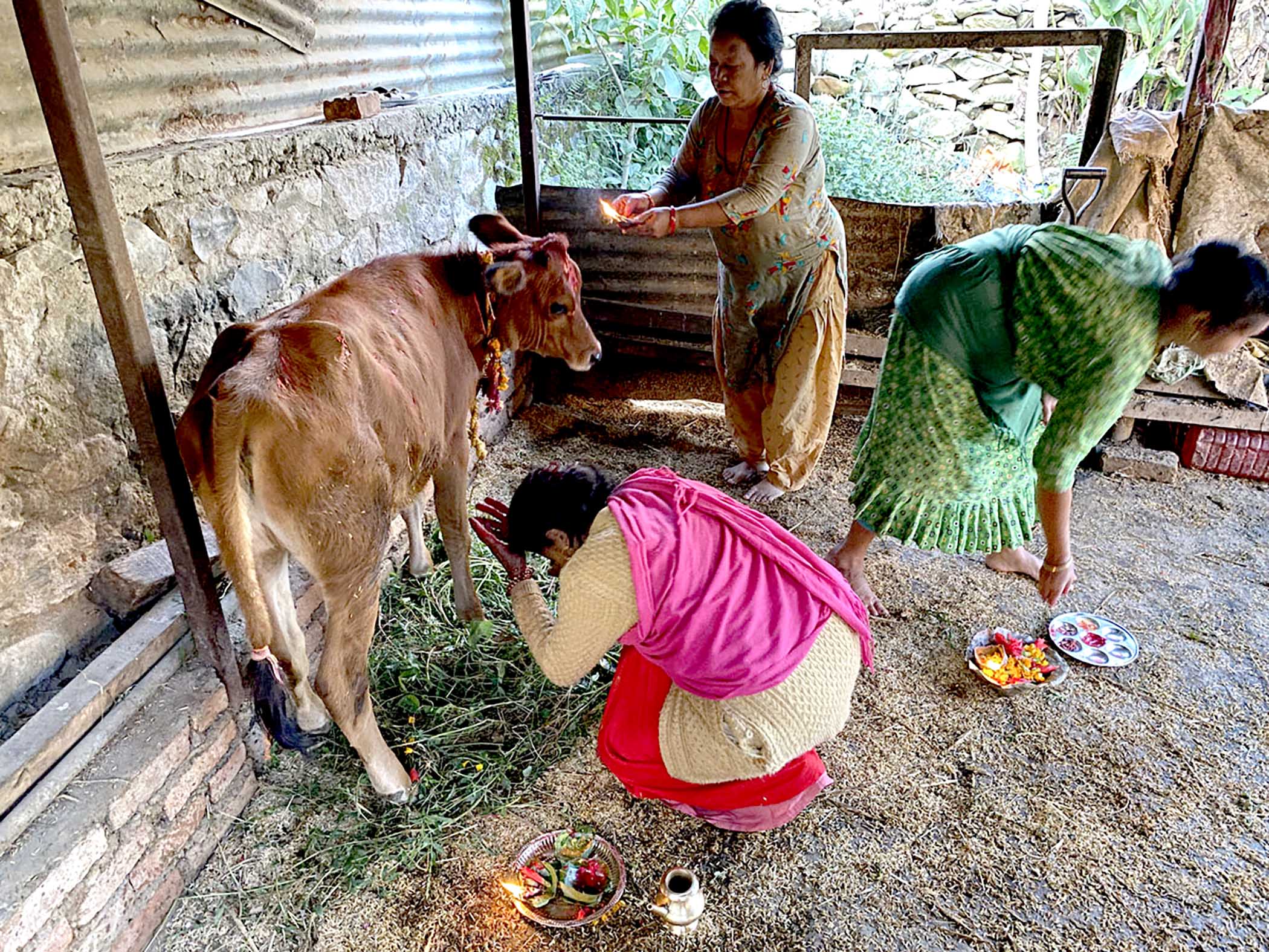 असहाय गाईबाच्छा संरक्षणका लागि अक्षयकोष स्थापना