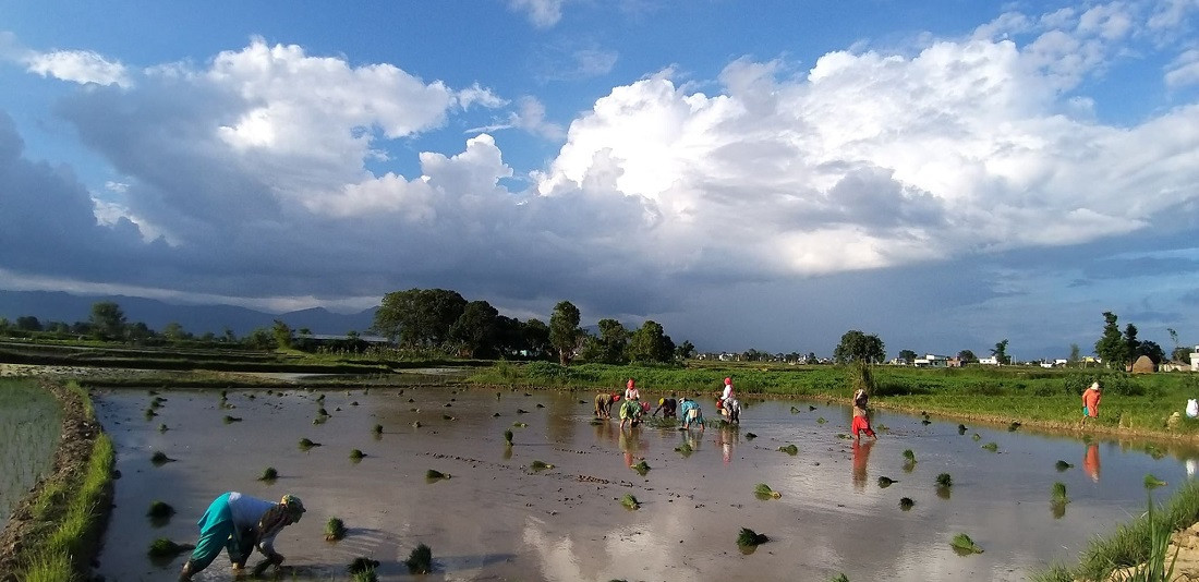  मलबिनै धान रोपाइँ गरिँदै