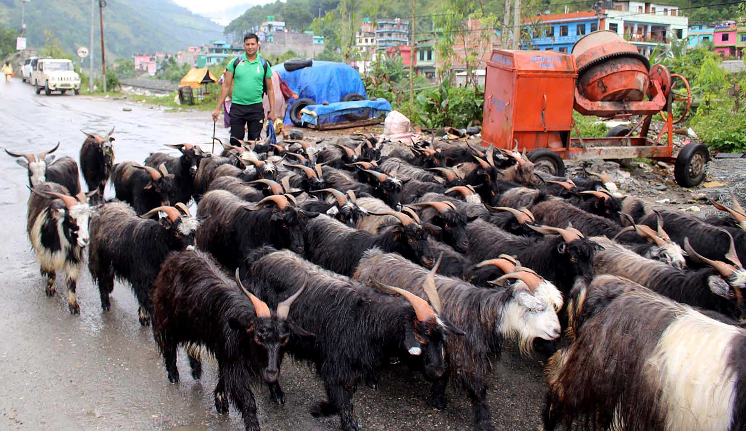 दसैँका लागि दार्चुलाबाट च्याङ्ग्रा काठमाडौँ ल्याइँदै