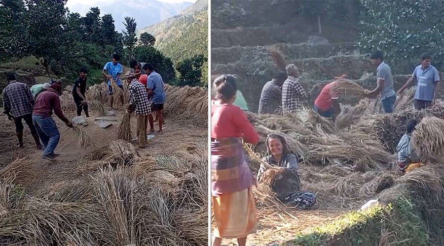 किसानलाई धान भित्र्याउने चटारो, बर्षाले १३९ मेट्रिक टन धानबाली नष्ट