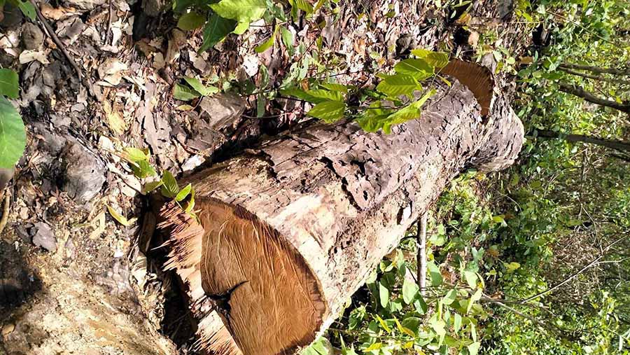 सामुदायिक वनका पदाधिकारी नै वन फडानीमा संलग्न