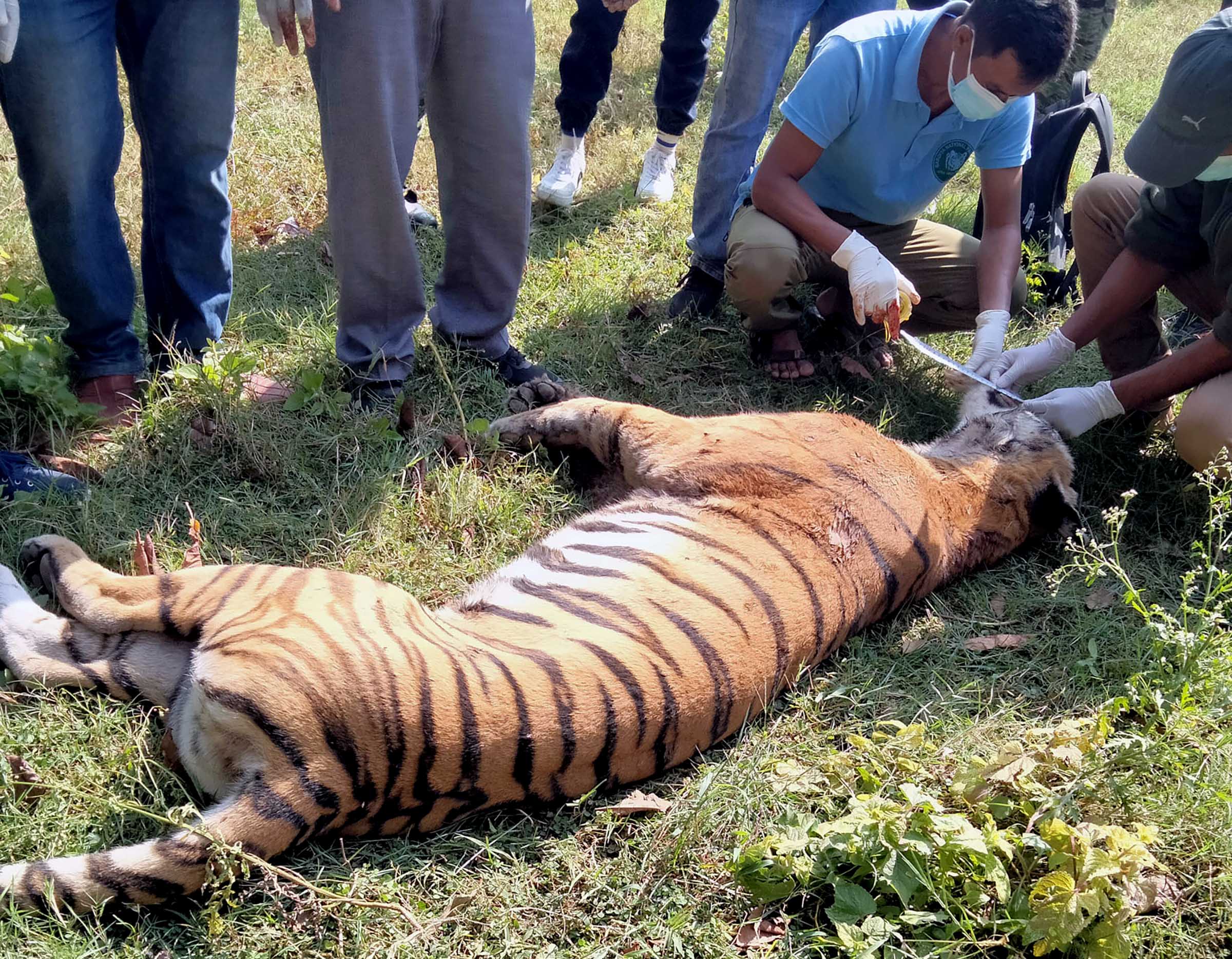 बर्दियामा पाटे बाघ मृत फेला