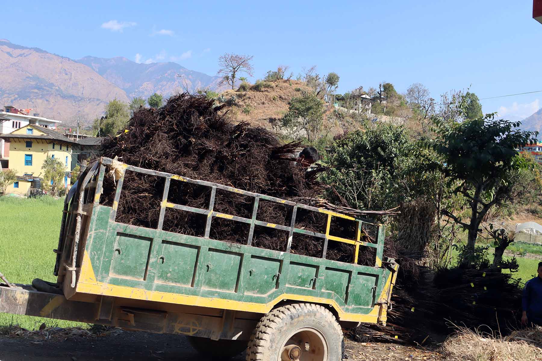 रुकुम(पूर्व) मा टर्कीबाट ल्याइयो ओखरका बिरुवा
