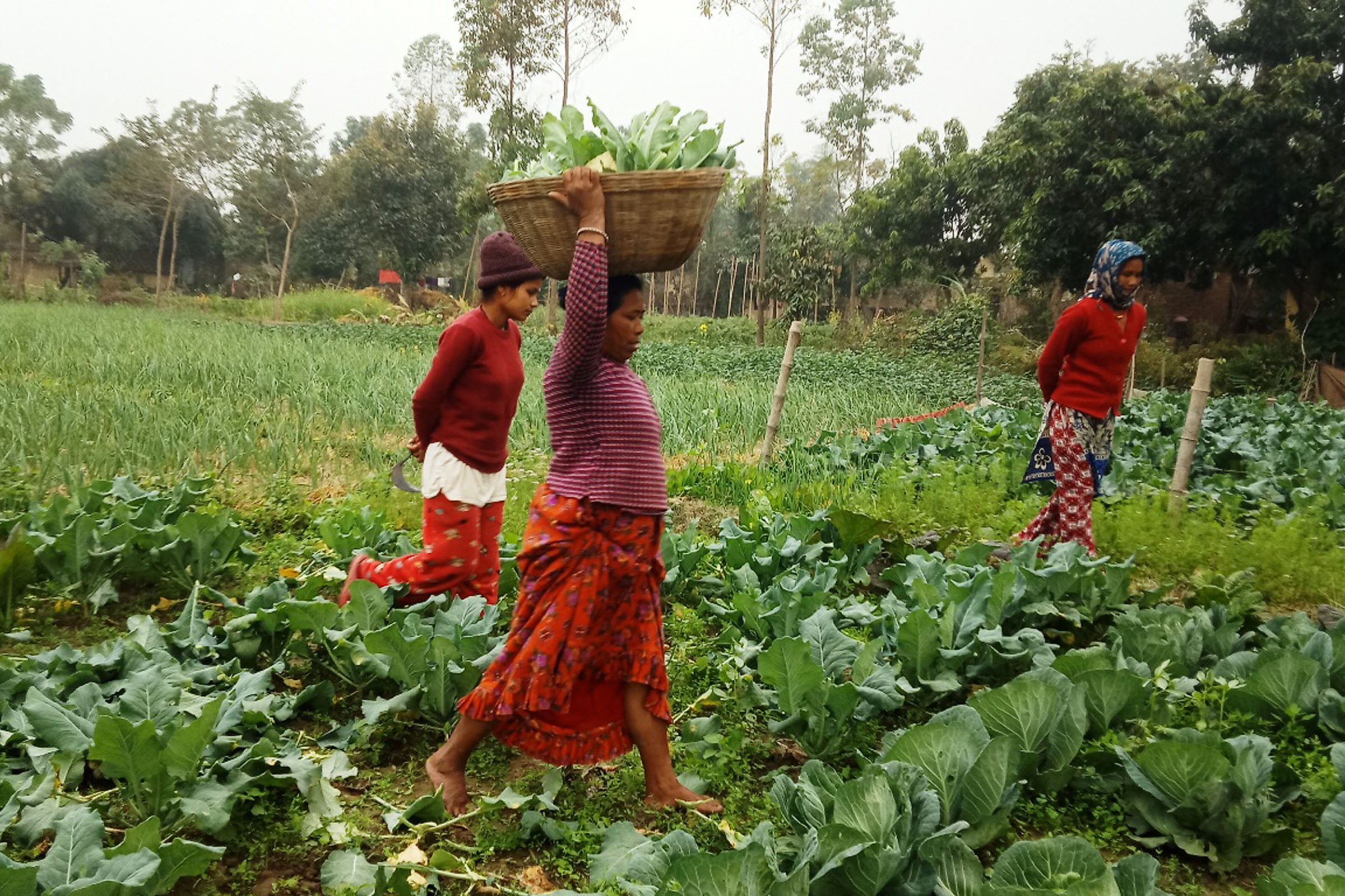 कञ्चनपुरमा तरकारी उत्पादनमा कमी, आकासियो मूल्य