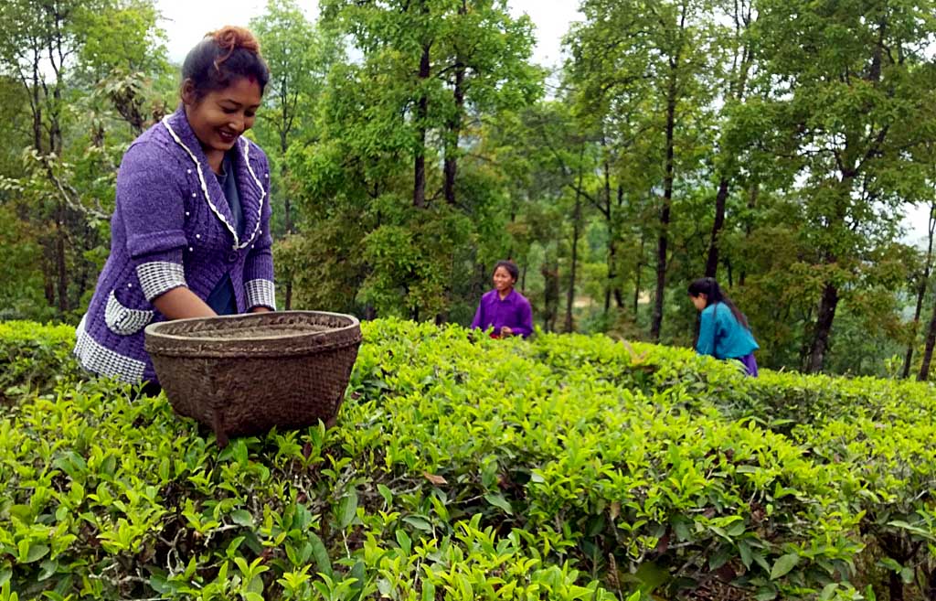 चिया पनि ‘चक्लेटी’ स्वादमा