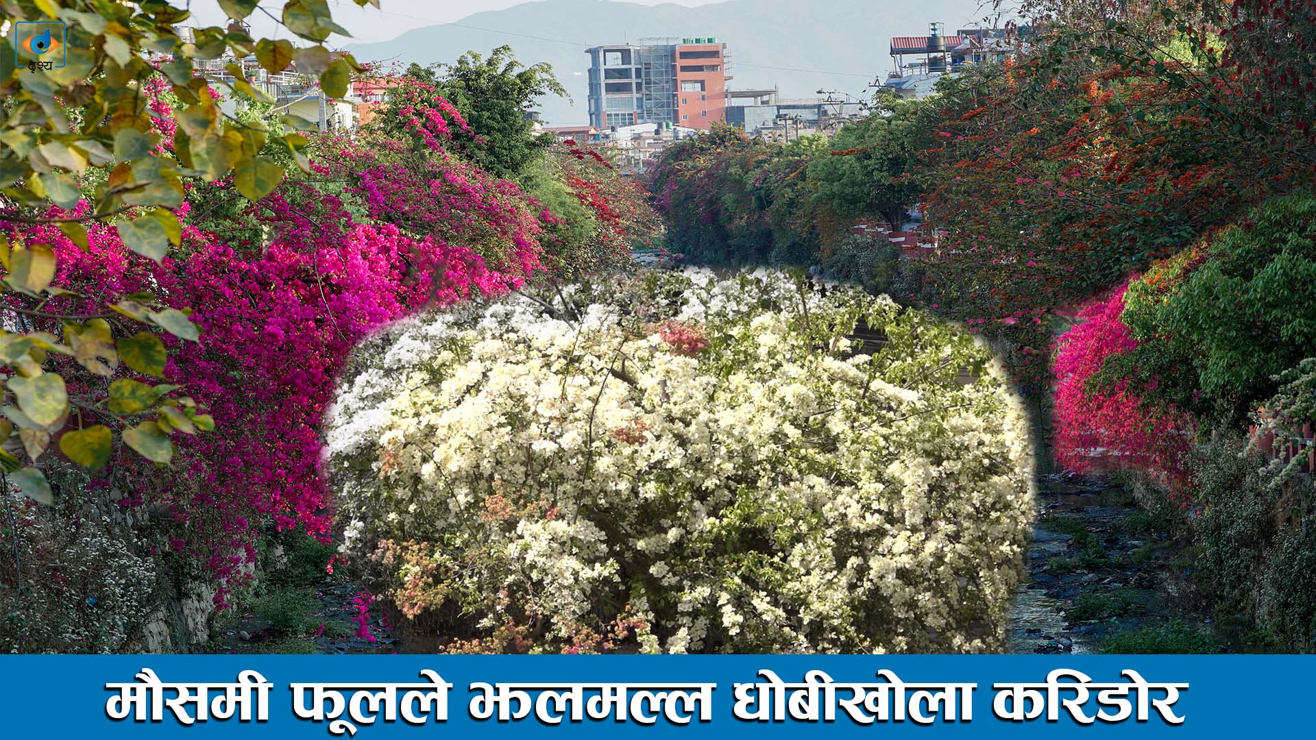 मौसमी फूलले झलमल्ल धोबीखोला करिडोर ।। DhobiKhola Corridor Kathmandu