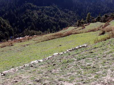 वर्षा र हिमपात नहुँदा सुक्दै हिउँदे बाली