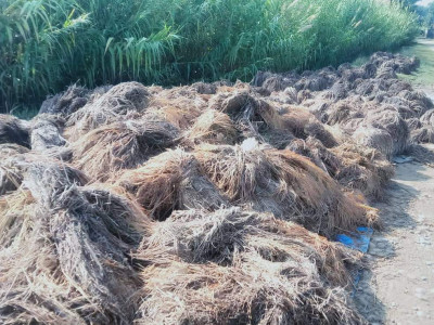 कैलाली बाढीः ‘किन खेती लगाइएछ जस्तै लागेको छ’