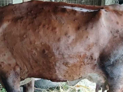 ‘लम्पी स्किन’बाट काभ्रेमा छ सय ८१ पशु मरे