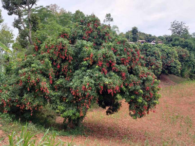 थोर्गाका कृषक व्यावसायिक लिची उत्पादनमा